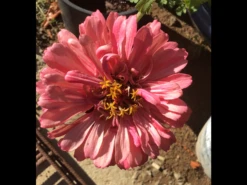 Zinnia Pastel Big Pack Seeds -Plants Shop IMG 4541