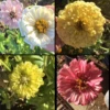 Zinnia Pastel Big Pack Seeds -Plants Shop IMG 4546