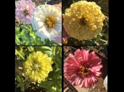 Zinnia Pastel Big Pack Seeds