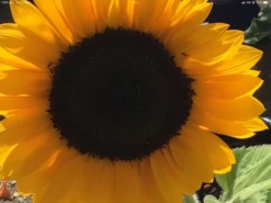 Sunflower Gift Pack Seeds -Plants Shop IMG 5006