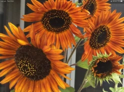 Sunflower Gift Pack Seeds -Plants Shop IMG 5007