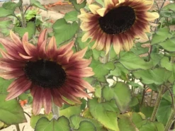 Sunflower Gift Pack Seeds -Plants Shop IMG 5008