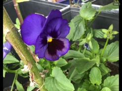 Swiss Giants Ullswater Blue Pansy Seeds -Plants Shop IMG 5040