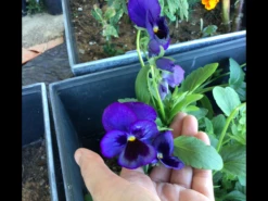 Swiss Giants Ullswater Blue Pansy Seeds -Plants Shop IMG 5055