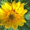 Sunsation Sunflower Dwarf Seeds -Plants Shop IMG 5092