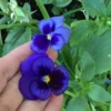 Swiss Giants Ullswater Blue Pansy Seeds 1 Swiss Giants Ullswater Blue Pansy Seeds -Plants Shop IMG 5105