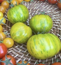 Green Zebra Tomato Seeds 9 Green Zebra Tomato Seeds -Plants Shop IMG 5209