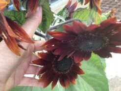 Sunflower Black Claret Seeds -Plants Shop IMG 6509 scaled 1