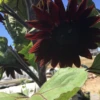 Sunflower Black Claret Seeds -Plants Shop IMG 6518