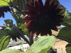 Sunflower Black Claret Seeds