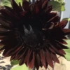 Sunflower Total Eclypse Seeds -Plants Shop IMG 6531