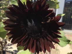 Sunflower Total Eclypse Seeds