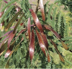 Other Leucaena Leucocephala Seeds