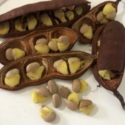 Other Schotia Brachypetala, Drunken Parrot Tree Seeds -Plants Shop IMG 7825 scaled 1