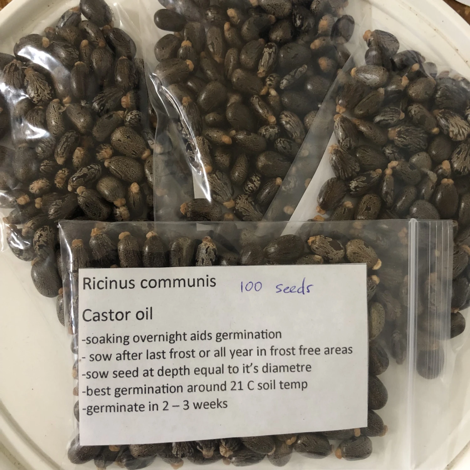 Other Castor Oil Seed Ricinus Communis Seeds 5 Other Castor Oil Seed Ricinus Communis Seeds - Image 3