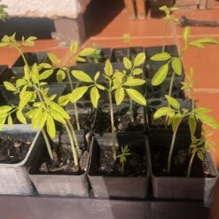 Other Moringa Oleifera Seeds -Plants Shop IMG 7905 scaled 1