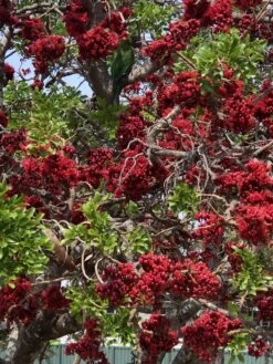 Other Schotia Brachypetala, Drunken Parrot Tree Seeds