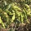 Pigeon Pea Large Seed Variety Seeds -Plants Shop IMG 8066 1 scaled 1