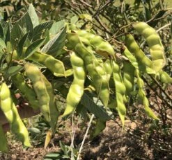 Pigeon Pea Large Seed Variety Seeds