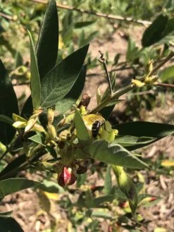 Pigeon Pea Large Seed Variety Seeds -Plants Shop IMG 8067 1 scaled 1