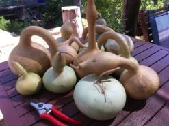 Gourd – Mystery Shapes Seeds -Plants Shop IMG 8187 scaled 1
