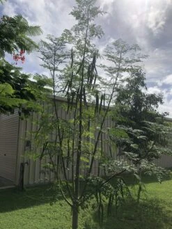 Other Moringa Oleifera Seeds -Plants Shop IMG 8485 scaled 1