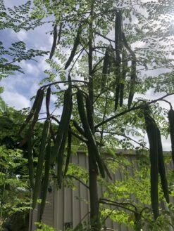 Other Moringa Oleifera Seeds -Plants Shop IMG 8486 scaled 1