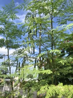 Other Moringa Oleifera Seeds
