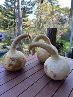 Gourd – Mystery Shapes Seeds -Plants Shop IMG 8543 scaled 1