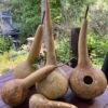 Gourd – Short Handle Dipper Seeds -Plants Shop IMG 8705 scaled 1
