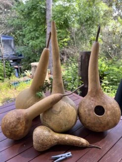 Gourd – Mystery Shapes Seeds -Plants Shop IMG 8705 scaled 2