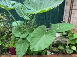 Tahitian Spinach / Celery Stem Taro / Dọc Mùng Bạc Hà Colocasia Esculenta