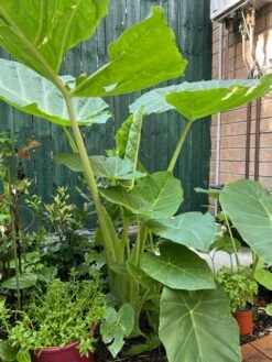 Tahitian Spinach / Celery Stem Taro / Dọc Mùng Bạc Hà Colocasia Esculenta -Plants Shop IMG 8867 scaled 1