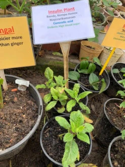 Insulin Plants -Plants Shop Insulin Plant2