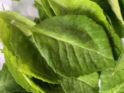 Insulin Plants -Plants Shop Insulin Leaves 1