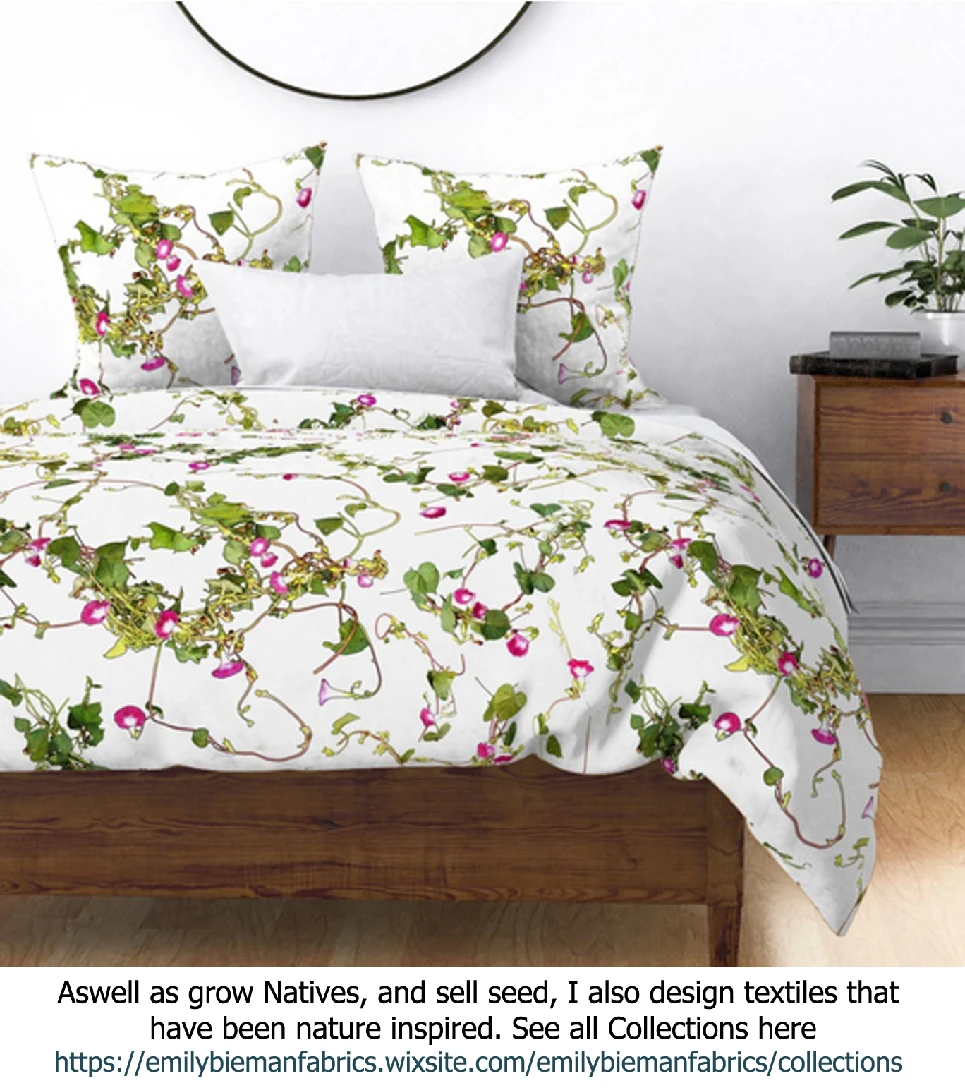 Ipomoea Quamoclit – Cypress Fern Vine, ‘pinkalishous’ Seeds 9 Ipomoea Quamoclit – Cypress Fern Vine, ‘pinkalishous’ Seeds - Image 7