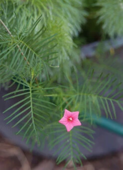 Ipomoea Quamoclit – Cypress Fern Vine, ‘pinkalishous’ Seeds 15 Ipomoea Quamoclit – Cypress Fern Vine, ‘pinkalishous’ Seeds -Plants Shop Ipomoea quamoclit Cypress Fern Vine ‘Pinkalishous 1