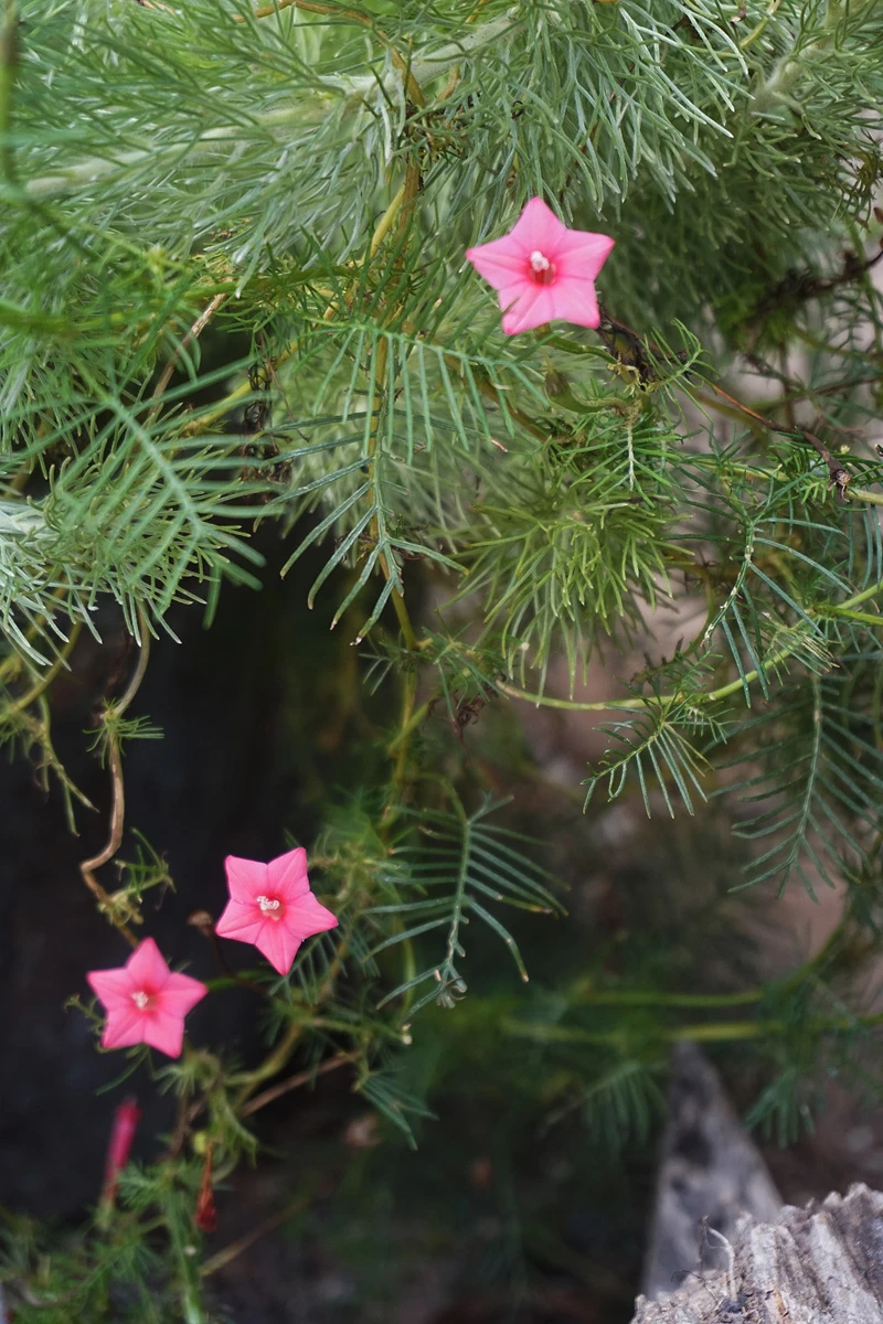 Ipomoea Quamoclit – Cypress Fern Vine, ‘pinkalishous’ Seeds 4 Ipomoea Quamoclit – Cypress Fern Vine, ‘pinkalishous’ Seeds - Image 2