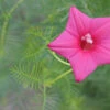 Ipomoea Quamoclit – Cypress Fern Vine, ‘pinkalishous’ Seeds -Plants Shop Ipomoea quamoclit Cypress Fern Vine ‘Pinkalishous 2