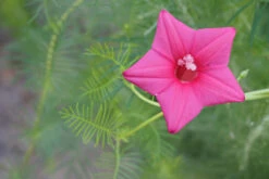 Ipomoea Quamoclit – Cypress Fern Vine, ‘pinkalishous’ Seeds