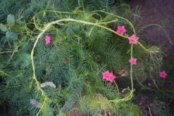 Ipomoea Quamoclit – Cypress Fern Vine, ‘pinkalishous’ Seeds 14 Ipomoea Quamoclit – Cypress Fern Vine, ‘pinkalishous’ Seeds -Plants Shop Ipomoea quamoclit Cypress Fern Vine ‘Pinkalishous 5
