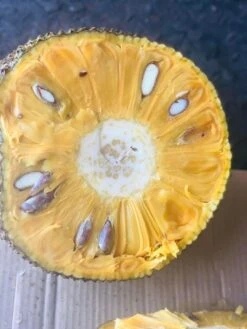 Jackfruit Seedling Plant -Plants Shop Jackfruit 3