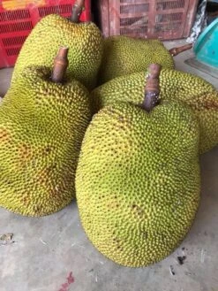 Jackfruit Seedling Plant -Plants Shop Jackfruit 4