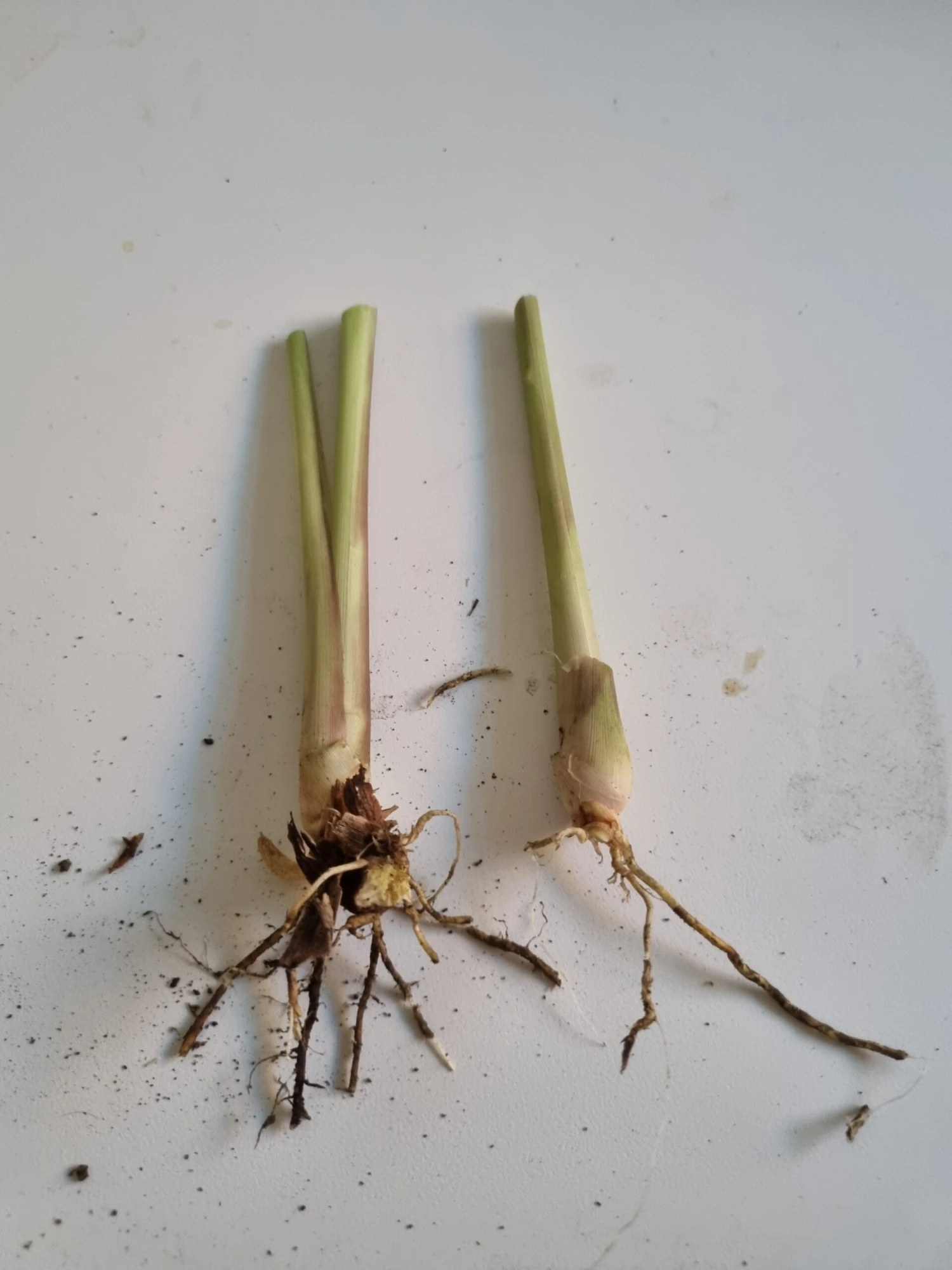 2 X Lemon Grass Plants 4 2 X Lemon Grass Plants - Image 2
