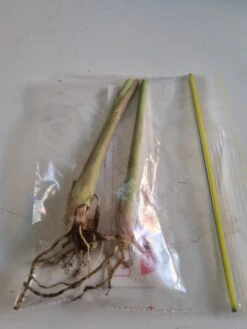 2 X Lemon Grass Plants 7 2 X Lemon Grass Plants -Plants Shop Lemon grass in bag scaled 1