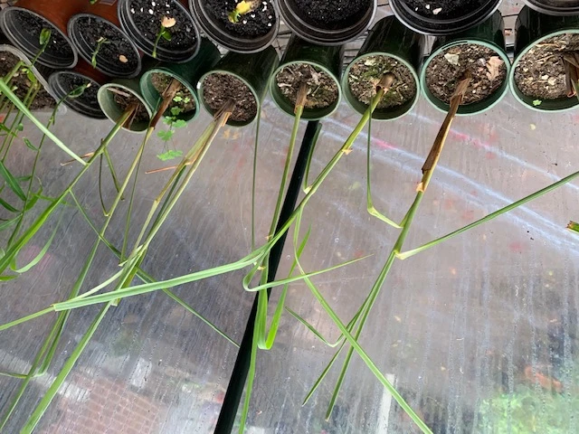 Lemongrass Plants 3 Lemongrass Plants - Image 2