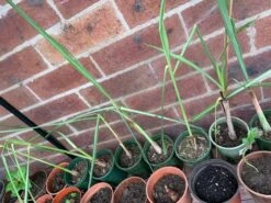 Lemongrass Plants 9 Lemongrass Plants -Plants Shop LemonG 2