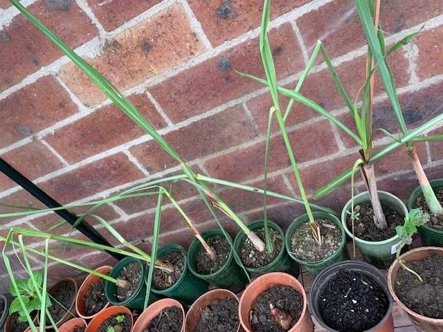 Lemongrass Plants 4 Lemongrass Plants - Image 3