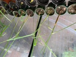 Lemongrass Plants 10 Lemongrass Plants -Plants Shop LemonG 3