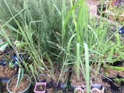 Lemongrass Plants 12 Lemongrass Plants -Plants Shop LemonG 5